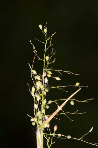 Dichanthelium acuminatum var. lindheimeri #25